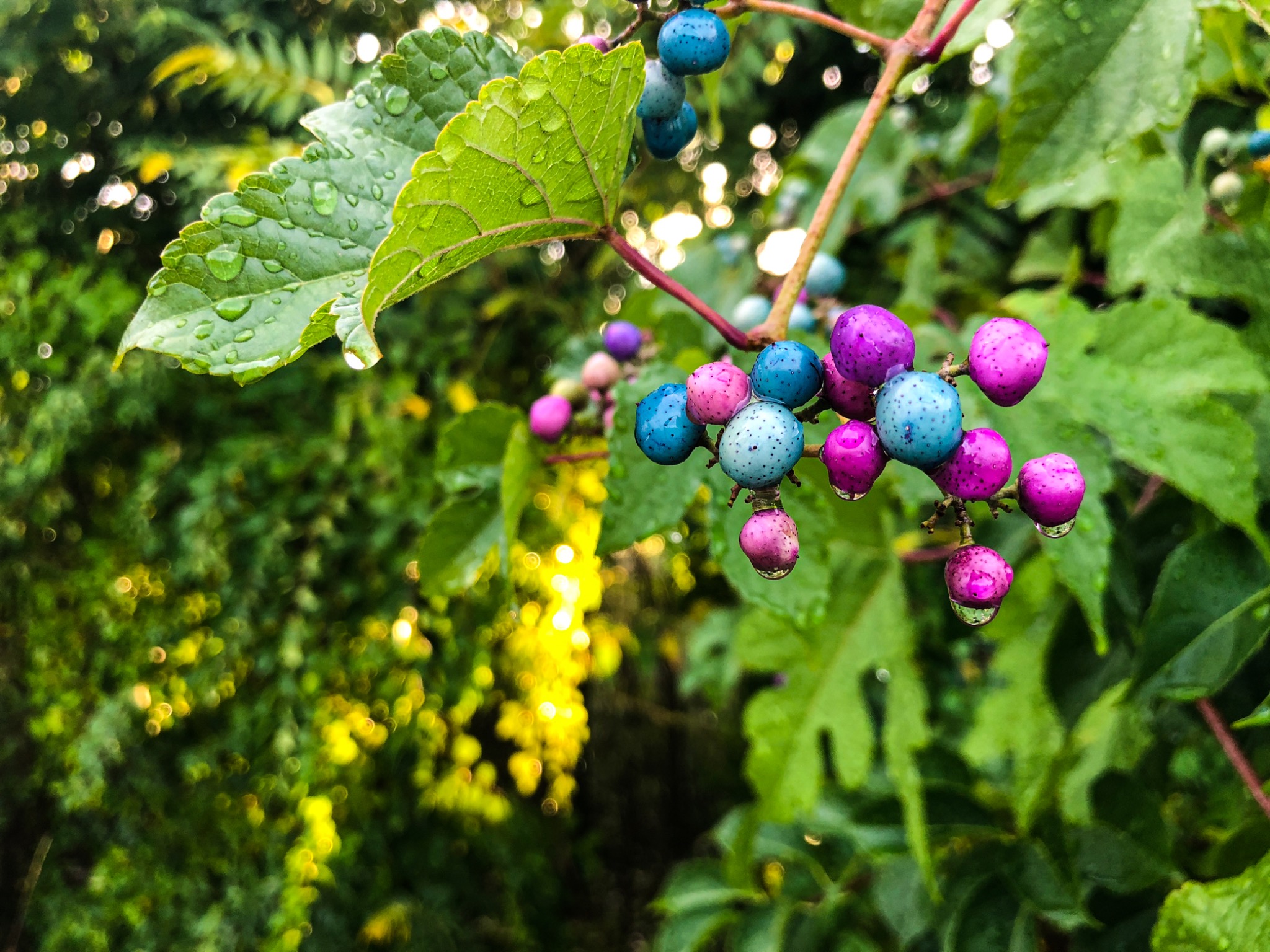 Nature & Details