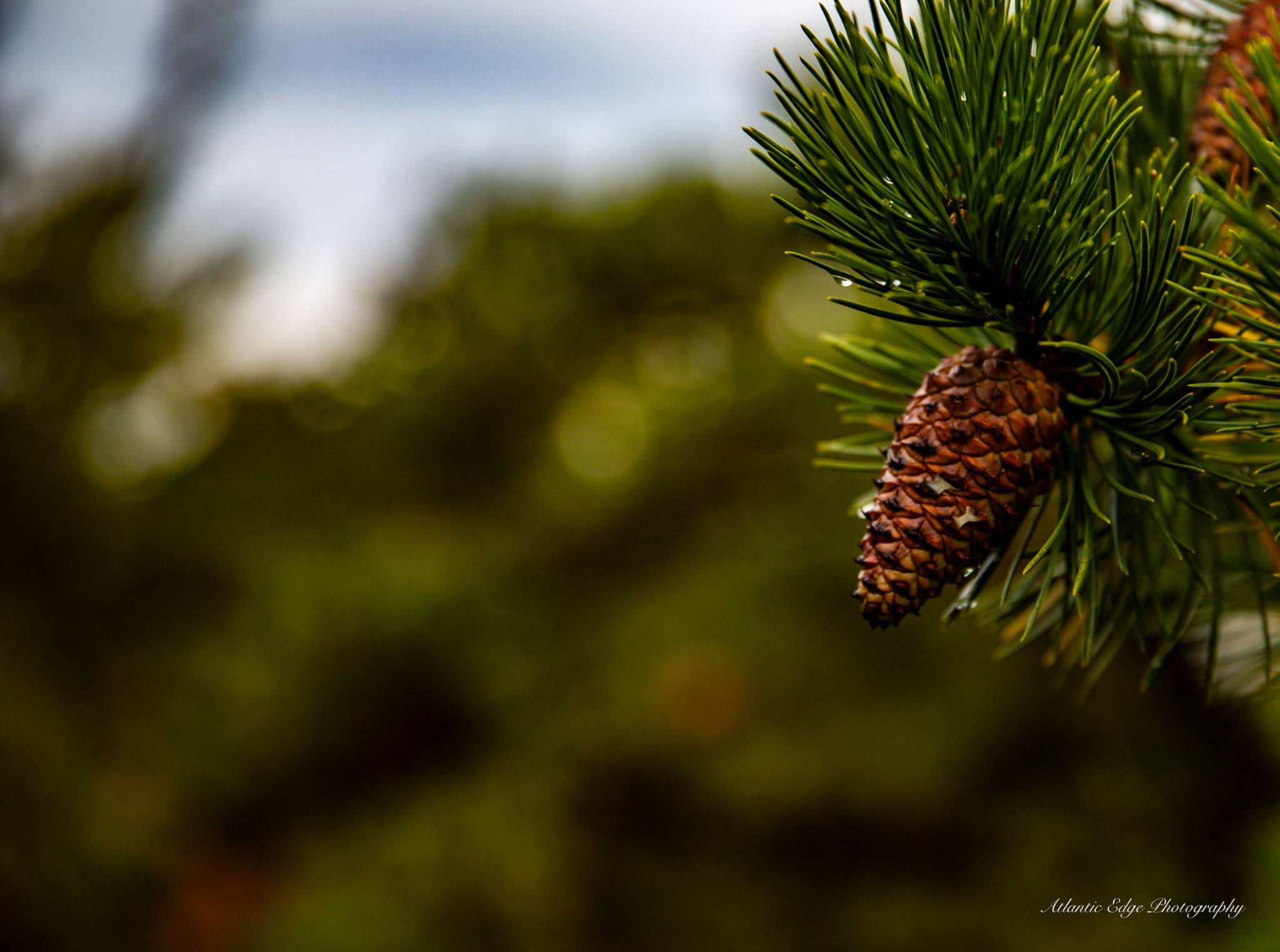 Pine Bokeh