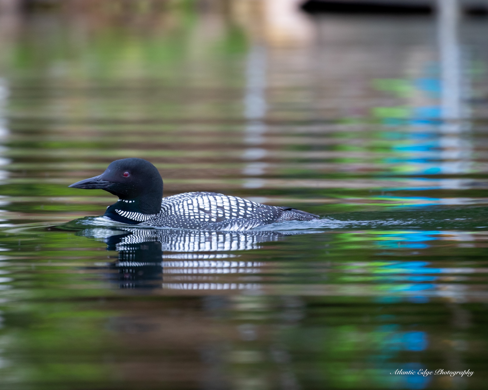 Common Loon of Maine