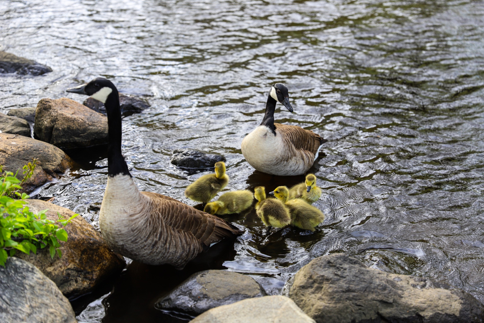 Charles River Geese