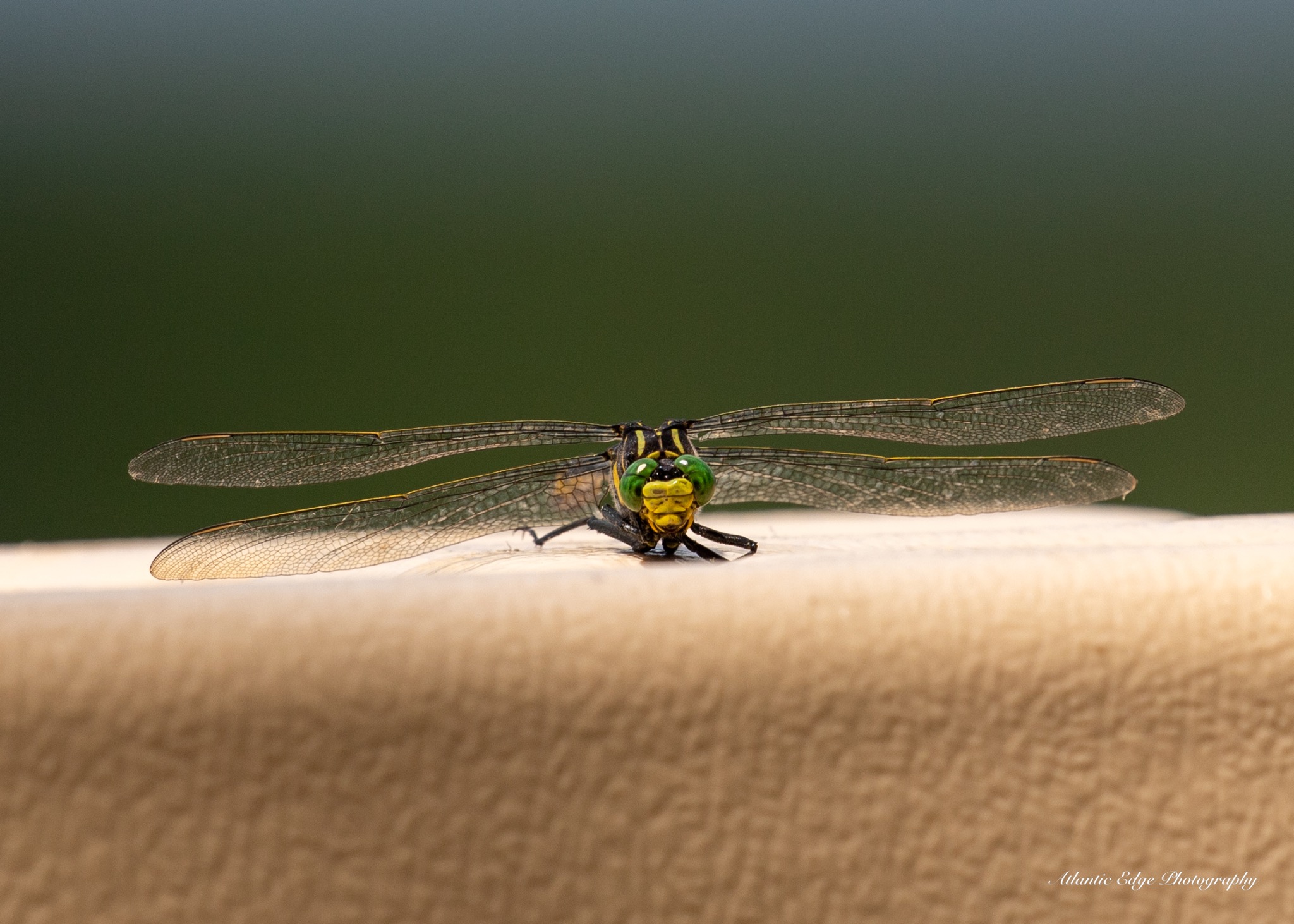 Restful Dragonfly