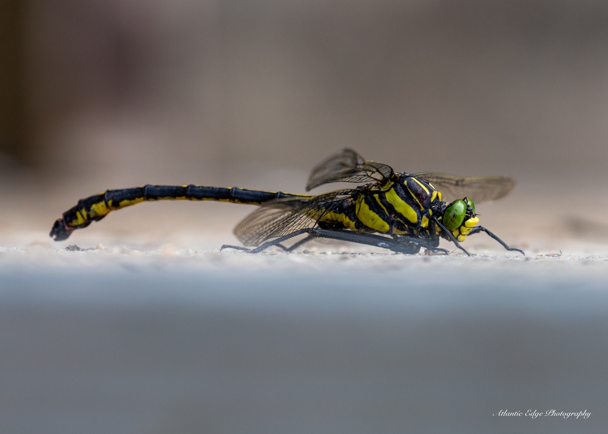 Restful Dragonfly