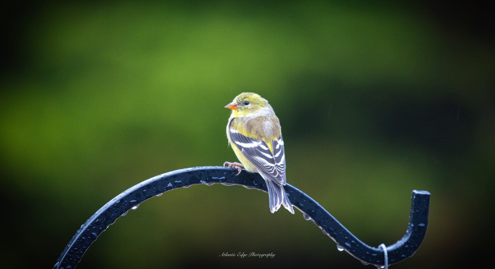 Goldfinch