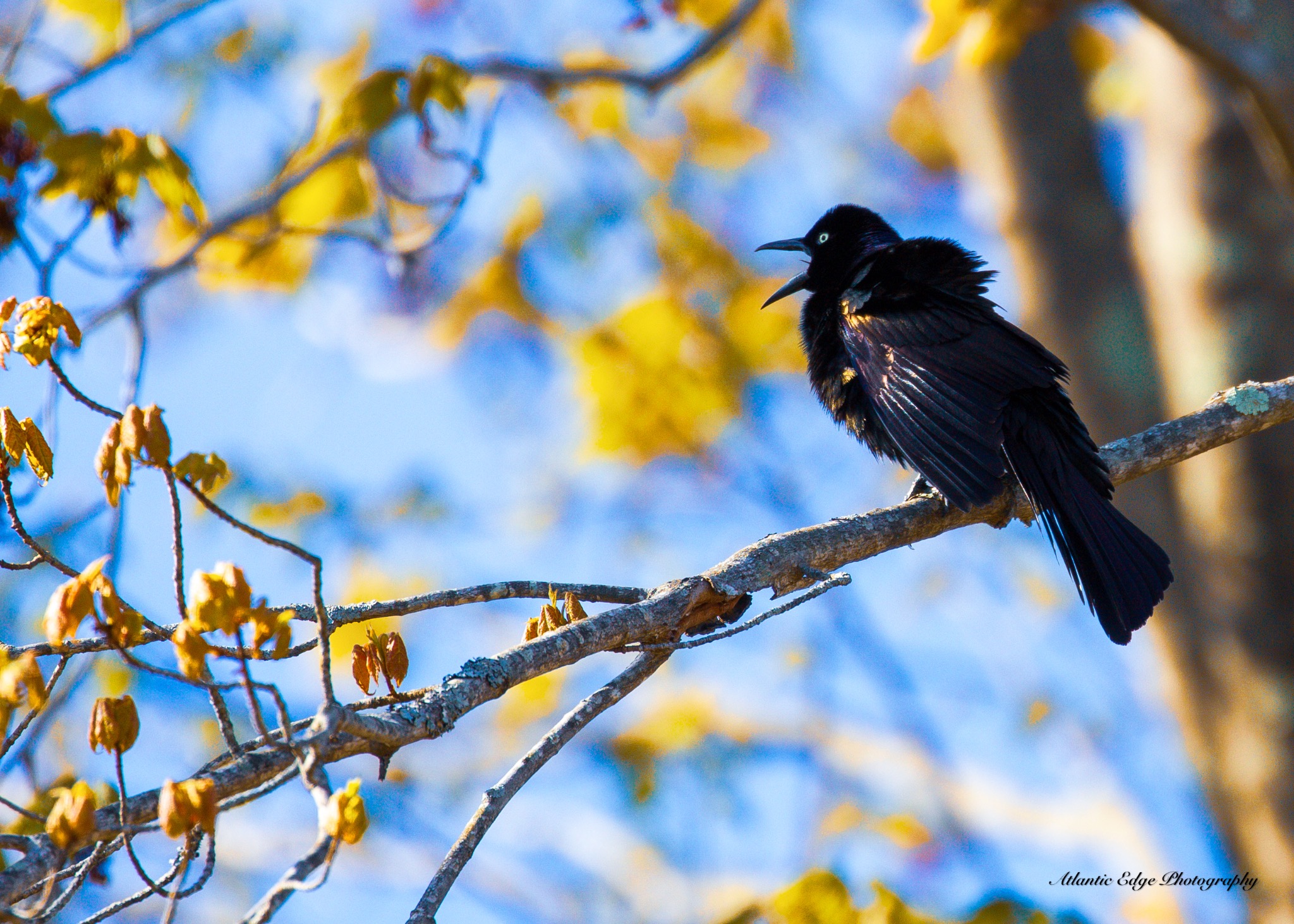 Calling Grackle