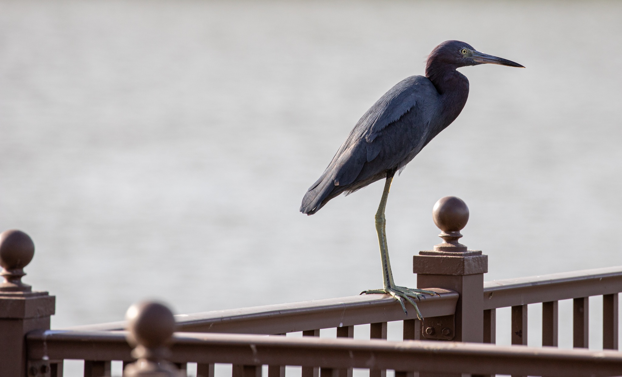 Little Blue Heron
