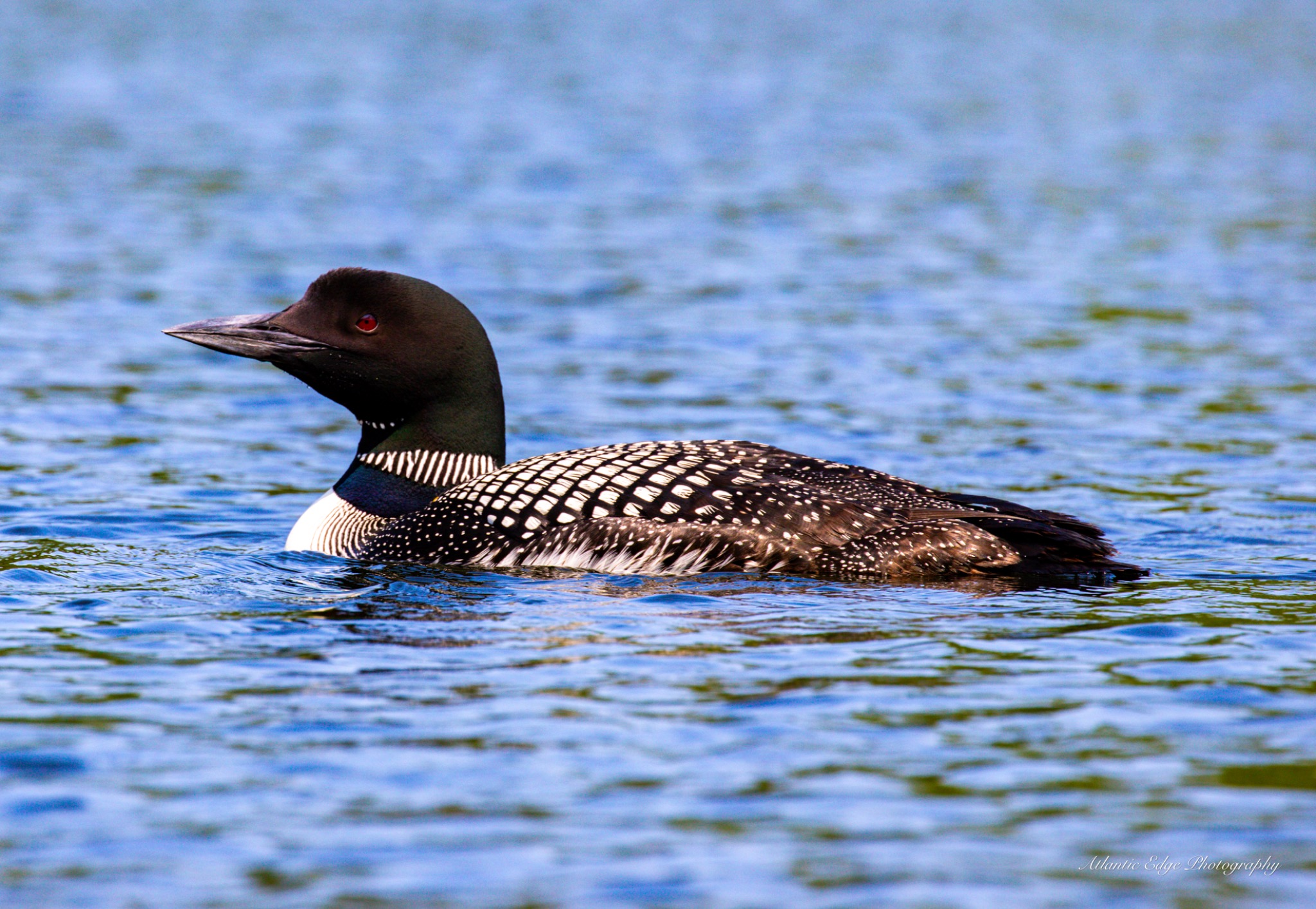 Loon Hiram 8 11