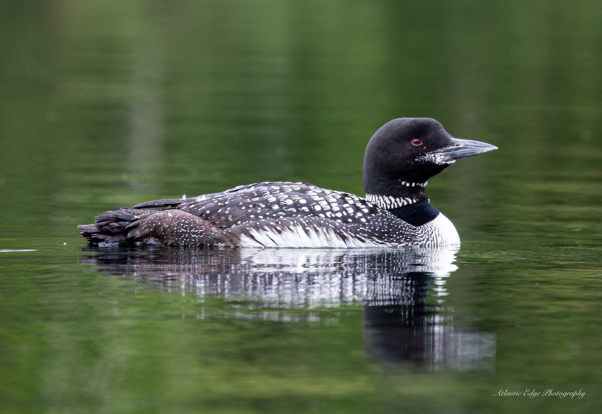 Loon Hiram(1)