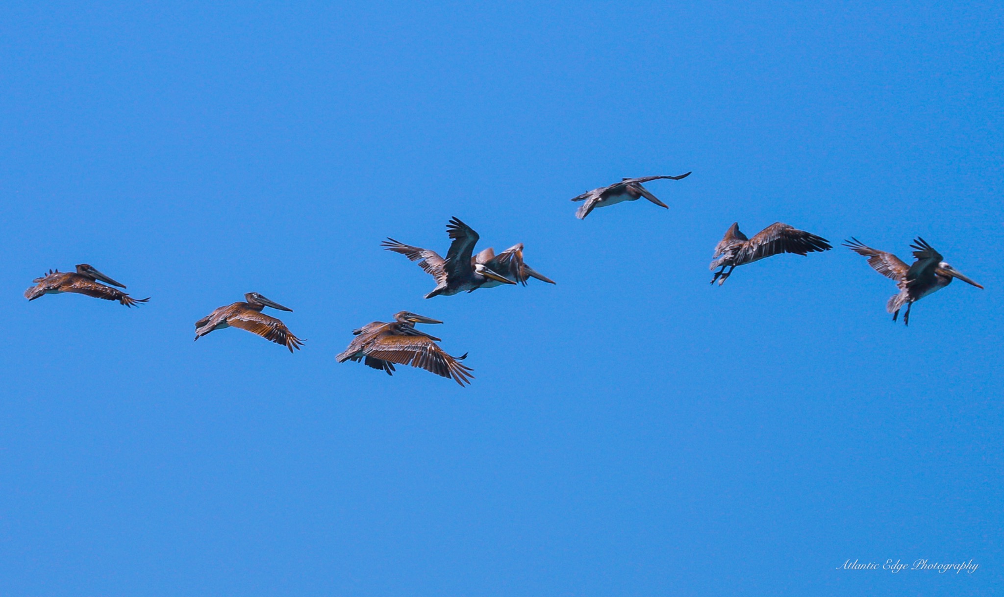 Oregon Pelican Group