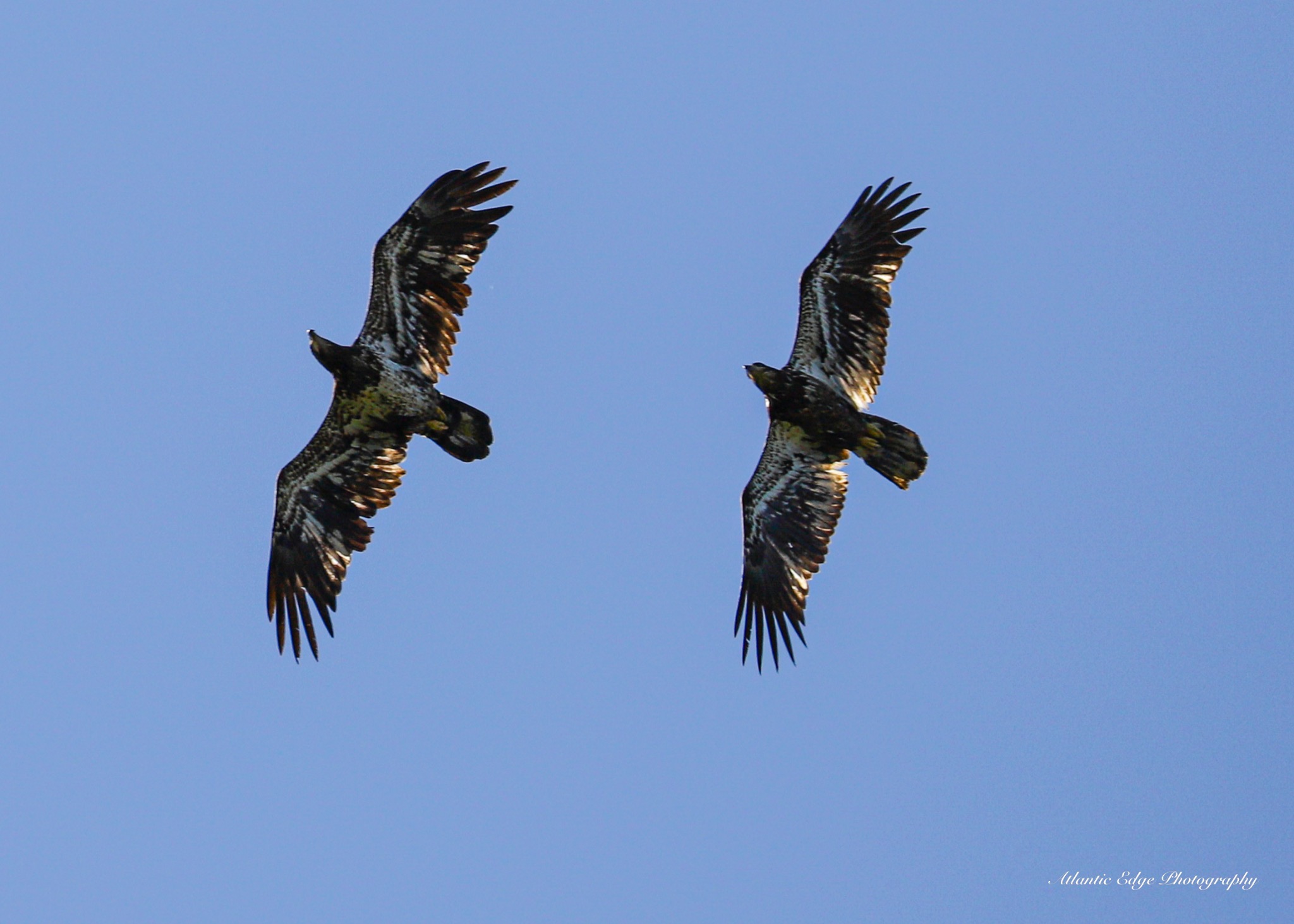 Pair of Soaring Eagles