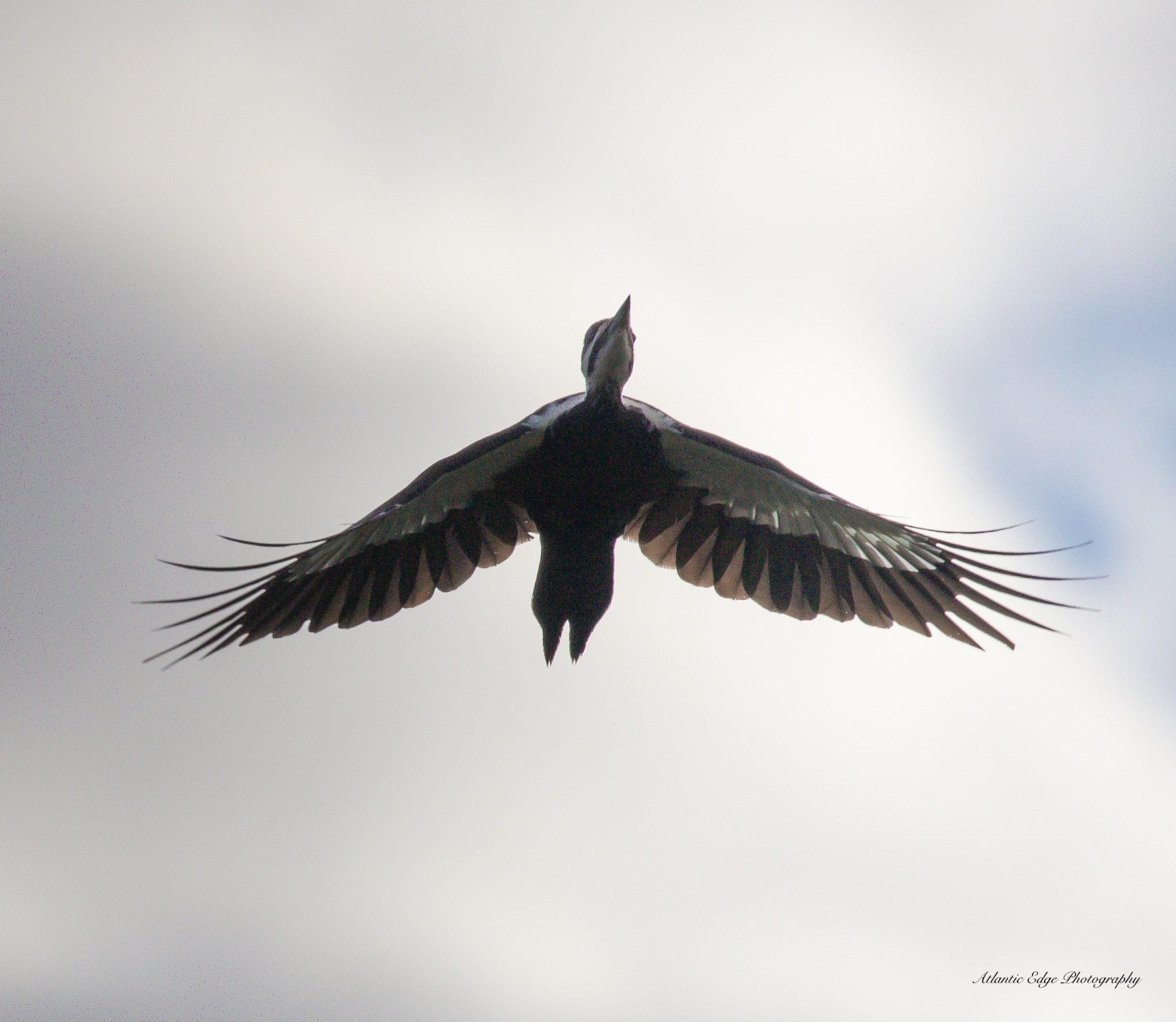 Pileated Woodpecker in Flight