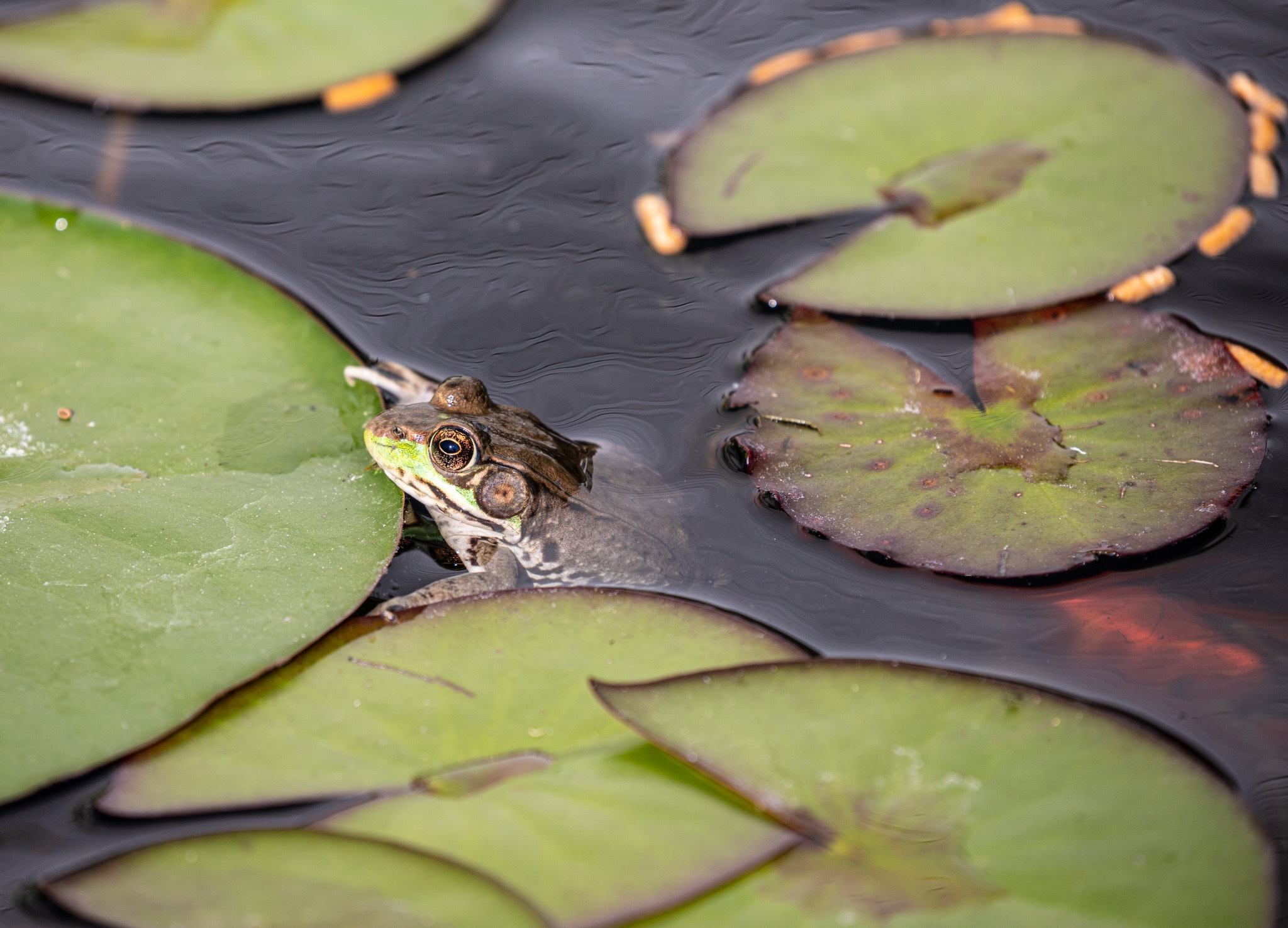 Pond Frog